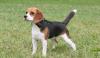 Puppies for sale Russia, Barrow Beagle