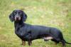 Puppies for sale Sweden, Esbjerg Dachshund