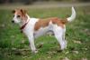 Puppies for sale Romania, Brasov Jack Russell Terrier