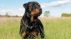 Puppies for sale Malta, Valletta Rottweiler