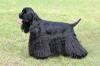 Puppies for sale Latvia, Balvi American Cocker Spaniel