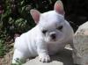 Puppies for sale Sweden, Leksand French Bulldog
