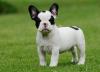 Puppies for sale Germany, Berlin French Bulldog