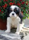 Puppies for sale Lithuania, Akmene Other breed