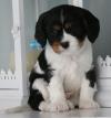 Puppies for sale Lithuania, Jonishkis Other breed