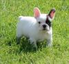 Puppies for sale Germany, Frankfurt French Bulldog