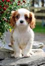 Puppies for sale Germany, Dusseldorf Other breed