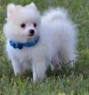 Dogs  free Greece, Patra Pomeranian Spitz