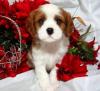 Puppies for sale Russia, Tula Other breed