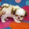 Puppies for sale Estonia, Tallinn Shih Tzu
