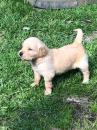 Puppies for sale Russia, Kemerovo Other breed