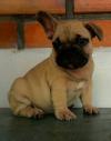 Puppies for sale Russia, Bryansk French Bulldog