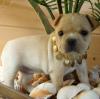 Puppies for sale Russia, Biisk French Bulldog