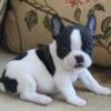 Puppies for sale Russia, Archangel French Bulldog
