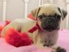 Puppies for sale Estonia, Sillamyae Pug