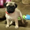 Puppies for sale Estonia, Narva Pug