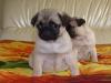 Puppies for sale Estonia, Kohtla-Jarve Pug