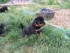 Puppies for sale Spain, Alicante Rottweiler