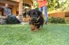 Puppies for sale Spain, Albacete Rottweiler