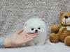 Puppies for sale Sweden, Stockholm Pomeranian Spitz