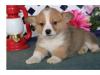 Puppies for sale Luxembourg, Luxembourg Other breed, Pembroke welsh corgi puppies