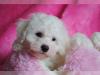 Puppies for sale Moldova, Tiraspol Maltese