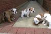 Puppies for sale Germany, Stuttgart English Bulldog