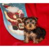 Puppies for sale Germany, Munich Yorkshire Terrier