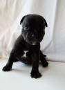 Puppies for sale Poland, Czestochowa, Myszków Staffordshire Bull Terrier