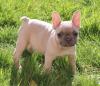 Puppies for sale Germany, Suhl Other breed