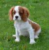 Puppies for sale Germany, Munich Other breed