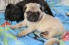 Puppies for sale Lithuania, Kaunas Pug