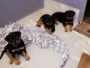 Puppies for sale Lithuania, Siauliai Rottweiler