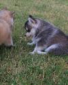 Puppies for sale Lithuania, Ionava Haski