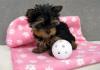 Puppies for sale Germany, Kayzerslauten Yorkshire Terrier