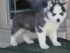 Puppies for sale Ukraine, Kiev Other breed, Siberian Husky