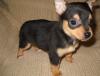 Dogs free Germany, Chemnitz Chihuahua