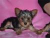 Puppies for sale USA, Wyoming Yorkshire Terrier