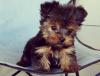 Puppies for sale USA, Louisiana Yorkshire Terrier