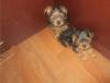 Puppies for sale USA, Texas, Dallas Yorkshire Terrier