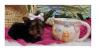 Puppies for sale USA, Wisconsin Yorkshire Terrier