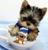 Puppies for sale USA, California, San Francisco Yorkshire Terrier