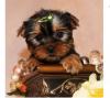 Puppies for sale USA, Utah Yorkshire Terrier