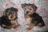 Puppies for sale USA, South Dakota Yorkshire Terrier