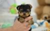 Puppies for sale USA, Maine Yorkshire Terrier