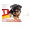 Puppies for sale USA, Tennessee Yorkshire Terrier