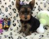 Grooming dogs USA, California, San Jose ***321-236-6211**Gift Super Cute Two Tiny Teacup Male And Female Yorkie