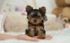 Puppies for sale USA, Massachusetts Yorkshire Terrier