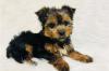 Puppies for sale USA, Texas, San Antonio Yorkshire Terrier
