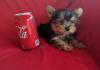 Puppies for sale Canada, Ontario Yorkshire Terrier